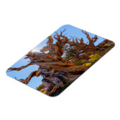 Magnet Flexible L'arbre sentinelle (Côté Gauche)