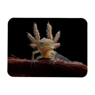 Magnet Flexible Larve crêté de triton