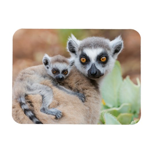 Magnet Flexible Le bébé Lemur de Ring-Tailed (Horizontal)