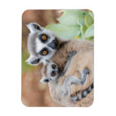 Magnet Flexible Le bébé Lemur de Ring-Tailed (Vertical)