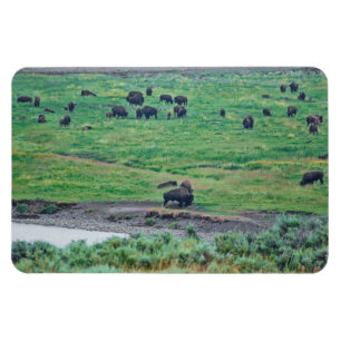 Magnet Flexible Le bison américain
