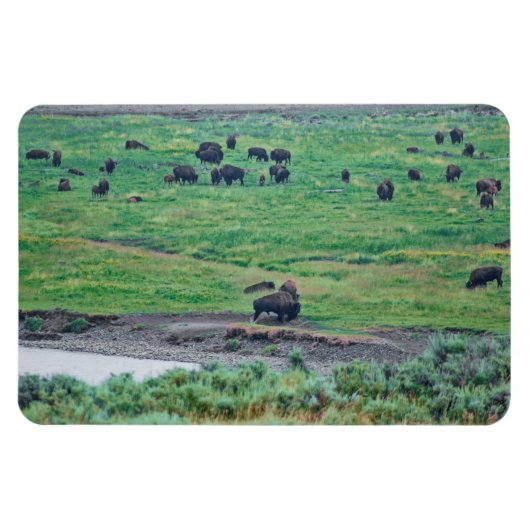 Magnet Flexible Le bison américain (Horizontal)