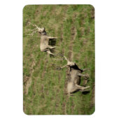 Magnet Flexible Le cerf du Père David (Vertical)