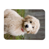 Magnet Flexible Le Chiot De Goldendoodle S'Assis Dans L'Herbe (Horizontal)