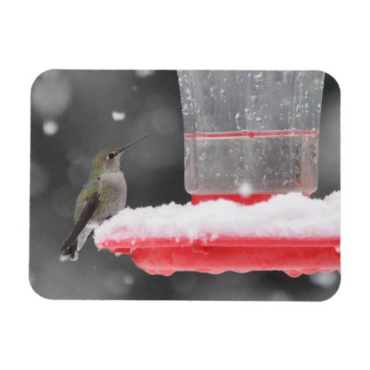 Magnet Flexible Le colibri d'Anna dans la neige (Horizontal)