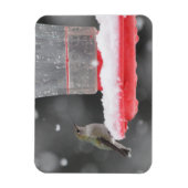 Magnet Flexible Le colibri d'Anna dans la neige (Vertical)