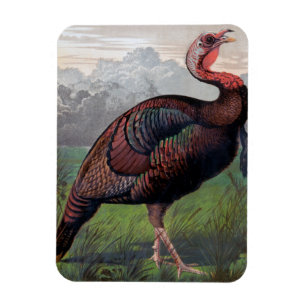Magnet Flexible Le coq sauvage américain de Turquie, illustration