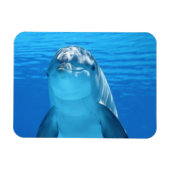Magnet Flexible Le dauphin face proche (Horizontal)