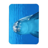 Magnet Flexible Le dauphin face proche (Vertical)