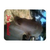 Magnet Flexible Le Donald (Horizontal)