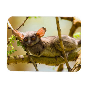 Magnet Flexible Le Galago du Sénégal (Galago Senegalensis)