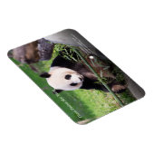 Magnet Flexible Le géant Panda Mei Xiang (Côté Droit)