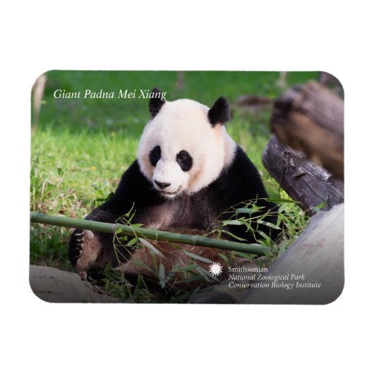 Magnet Flexible Le géant Panda Mei Xiang (Horizontal)