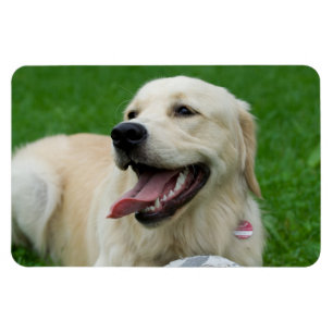Magnet Flexible Le Labrador doux