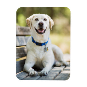 Magnet Flexible Le Labrador Jaune Est Sur Le Banc
