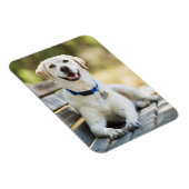 Magnet Flexible Le Labrador Jaune Pose Sur Le Banc (Côté Droit)