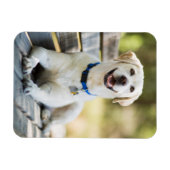 Magnet Flexible Le Labrador Jaune Pose Sur Le Banc (Horizontal)