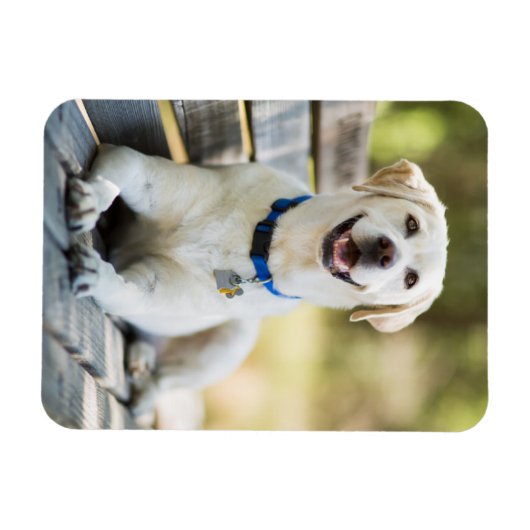 Magnet Flexible Le Labrador Jaune Pose Sur Le Banc (Horizontal)