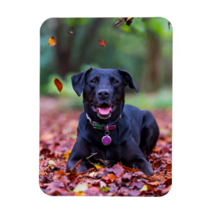 Magnet Flexible Le Labrador Noir Dans Les Feuilles D'Automne