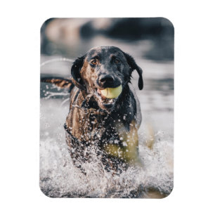 Magnet Flexible Le Labrador Noir Joue Dans L'Eau