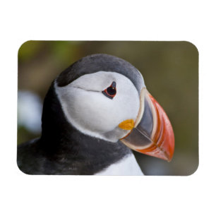 Magnet Flexible Le Macareux atlantique, un oiseau de mer pélagique