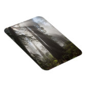 Magnet Flexible Le parc national de Redwood Californie (Côté Droit)