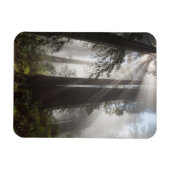Magnet Flexible Le parc national de Redwood Californie (Horizontal)