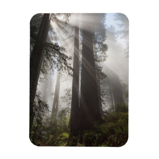 Magnet Flexible Le parc national de Redwood Californie (Vertical)