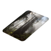 Magnet Flexible Le parc national de Redwood Californie (Côté Gauche)