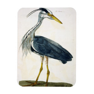 Magnet Flexible Le plat de héron (Ardea cinerea) 'des Anglais
