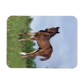 Magnet Flexible Le poulain à épines debout dans l'herbe (Horizontal)