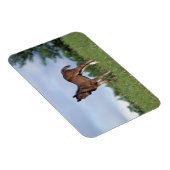 Magnet Flexible Le poulain à épines debout dans l'herbe (Côté Droit)