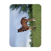 Magnet Flexible Le poulain à épines debout dans l'herbe (Vertical)