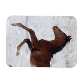 Magnet Flexible Le poulain arabe dans la neige (Horizontal)