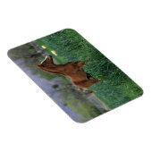 Magnet Flexible Le poulain arabe debout (Côté Droit)