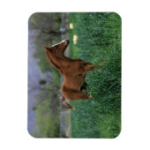 Magnet Flexible Le poulain arabe debout (Vertical)