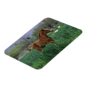 Magnet Flexible Le poulain arabe debout (Côté Gauche)