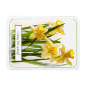 Magnet Flexible Le printemps a Sprung Jaune Daffodils Gros plan Ph (Horizontal)