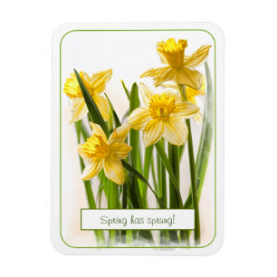 Magnet Flexible Le printemps a Sprung Jaune Daffodils Gros plan Ph