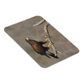 Magnet Flexible Le rapace été perché par faucon de Harris (Côté Droit)