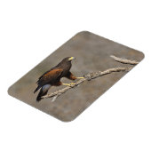 Magnet Flexible Le rapace été perché par faucon de Harris (Côté Gauche)