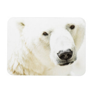 Magnet Flexible Le regard d'un ours polaire