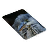 Magnet Flexible Le regard intense d'un héron gris en gros plan (Côté Droit)