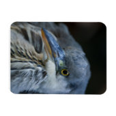 Magnet Flexible Le regard intense d'un héron gris en gros plan (Horizontal)