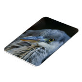 Magnet Flexible Le regard intense d'un héron gris en gros plan (Côté Gauche)