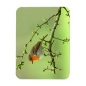 Magnet Flexible Le Robin (Vertical)