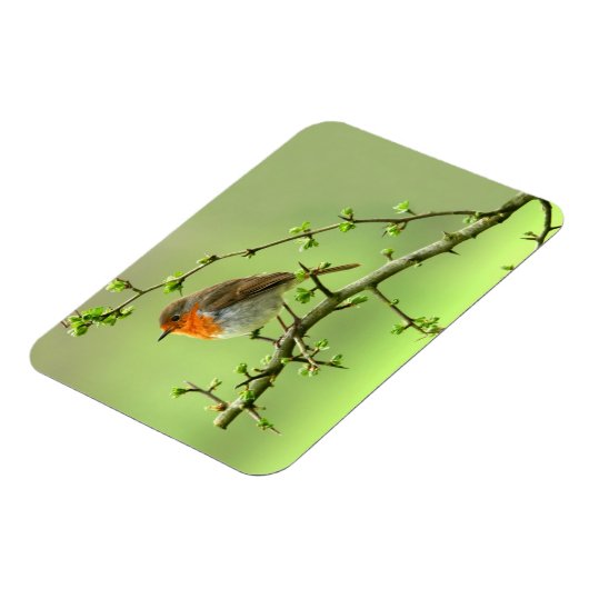 Magnet Flexible Le Robin (Côté Gauche)