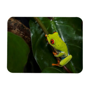 Magnet Flexible Le rouge observe la grenouille sur la tige