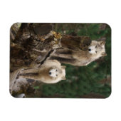 Magnet Flexible Le royaume des loups blancs (Horizontal)
