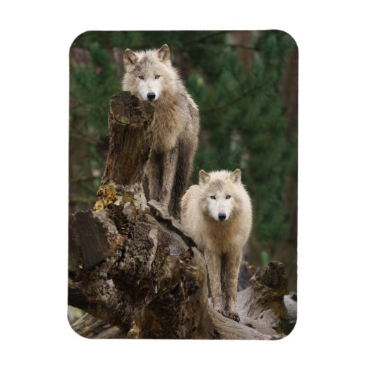 Magnet Flexible Le royaume des loups blancs (Vertical)